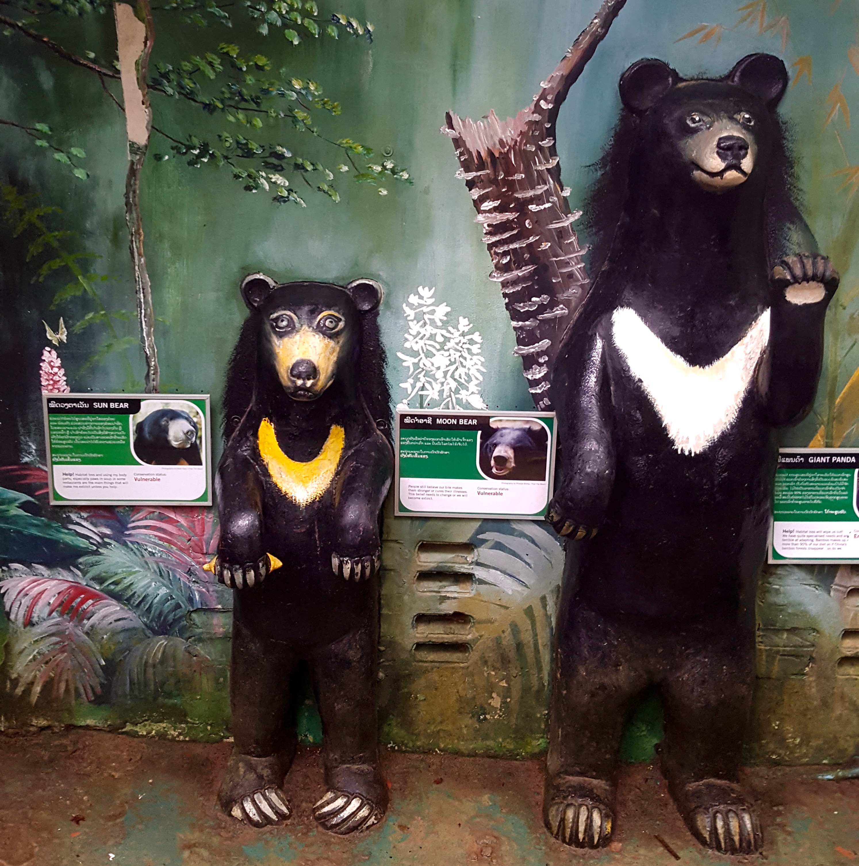 sun and moon bear comparison – Adventure For Two and You